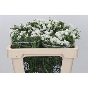 Achillea magical inspiration
