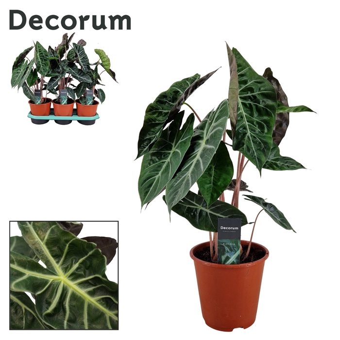 <h4>Alocasia Pink Dragon 19 cm</h4>