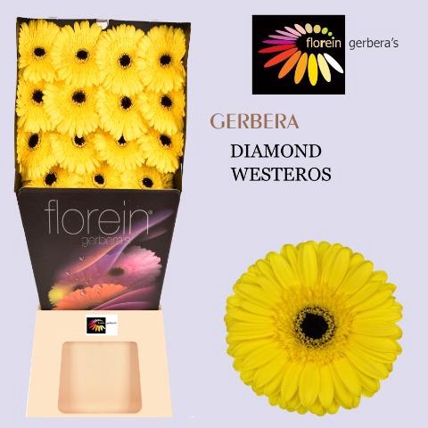 <h4>Gerbera diamond westeros</h4>