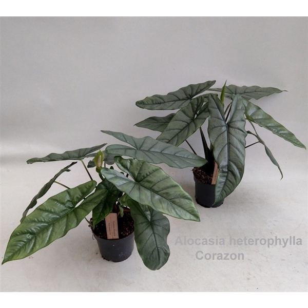<h4>Alocasia heterophylla Corazon 14cm</h4>