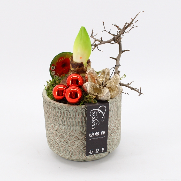 <h4>HICR-2328R Kerst Amaryllis</h4>