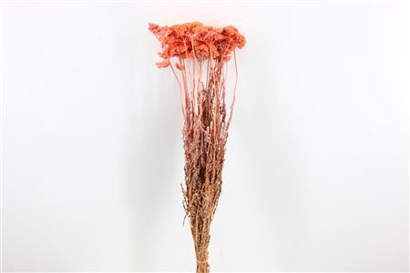 <h4>Dried Achillea Frosted Light Pink Bunch</h4>