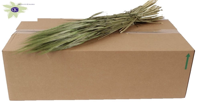 <h4>Hordeum per bunch light green</h4>