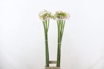 Allium Rosy Bells