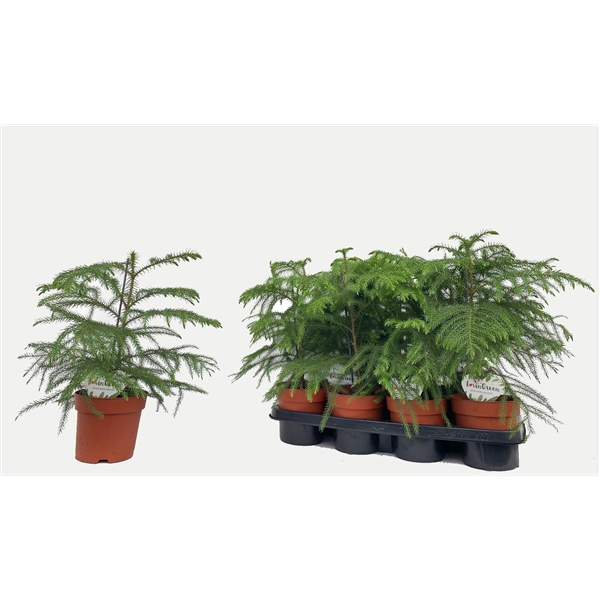 <h4>Araucaria</h4>