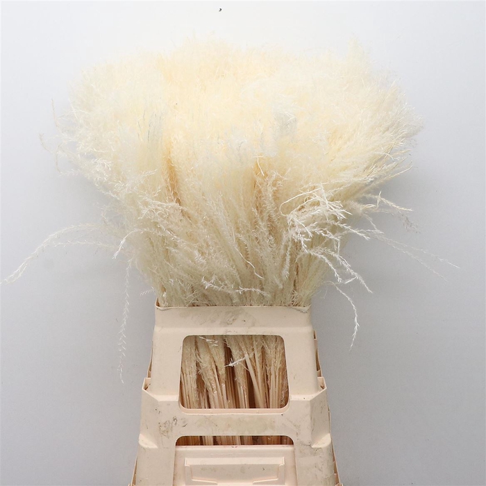 <h4>Dried Miscanthus Bleached</h4>