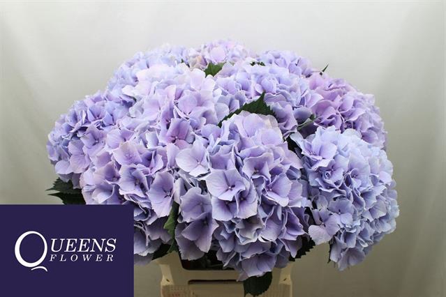 <h4>Hydrangea royal benefit</h4>