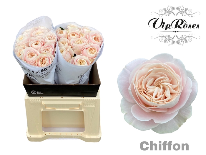<h4>R Gr Chiffon</h4>