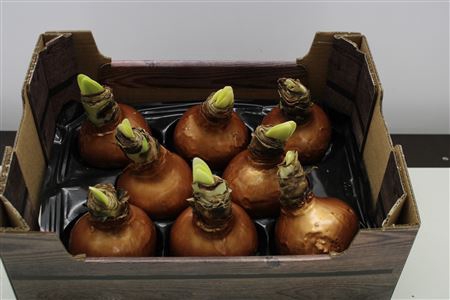 <h4>Amaryllis Bol Koper</h4>