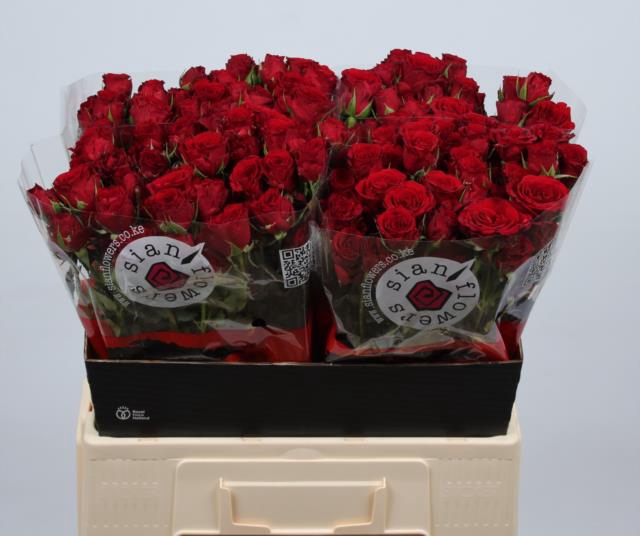 <h4>R TR VELVET BLOSSOMS</h4>