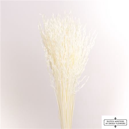 <h4>Dried Avena Wild Bleached Slv</h4>