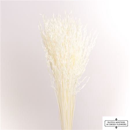 <h4>Dried Avena Salv. Bleached 200gr Bunch</h4>