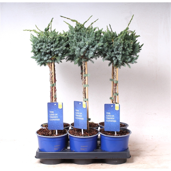 <h4>Juniperus squa. 'Meyeri' - op stam Ø15</h4>