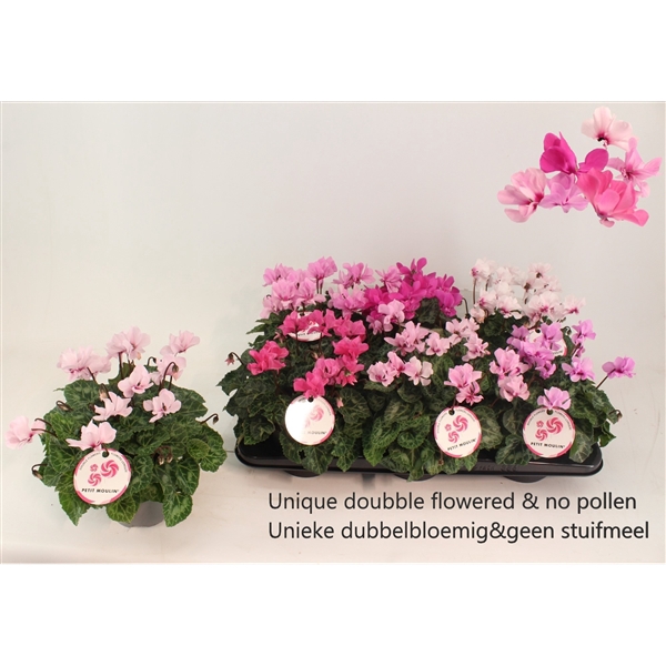 <h4>Cyclamen Petit Moulin</h4>