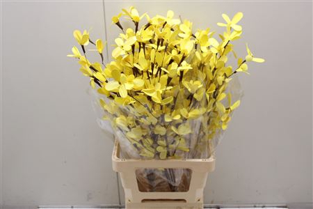 <h4>Butterfly Flower Yellow</h4>