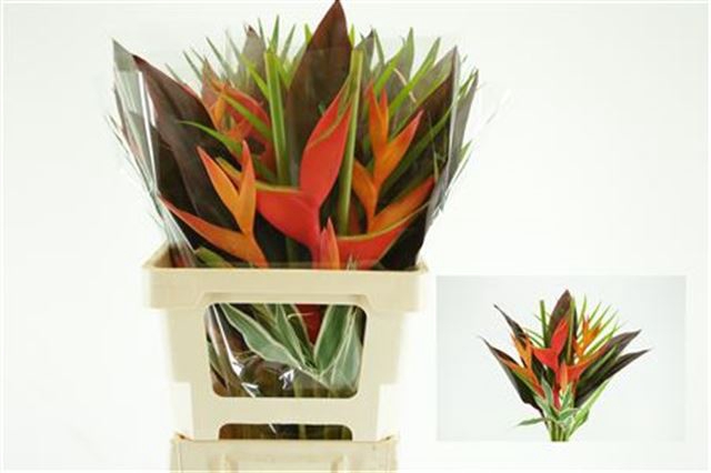 <h4>Heliconia bq</h4>