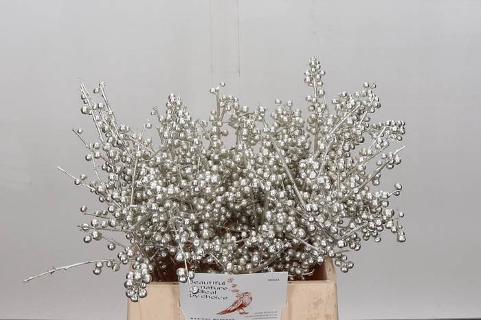 <h4>Ilex paint platinum</h4>