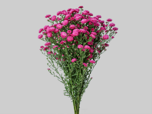 <h4>ASTER MARIANA 060 CM PINK</h4>