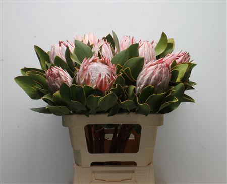 <h4>Protea Cynaroides</h4>