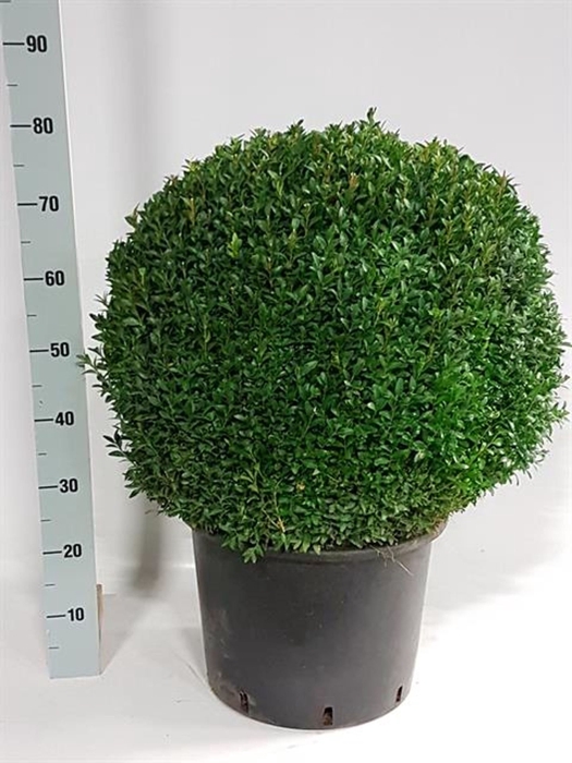<h4>Buxus sempervirens</h4>