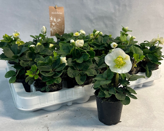 <h4>HELLEBORUS NIGER P7</h4>