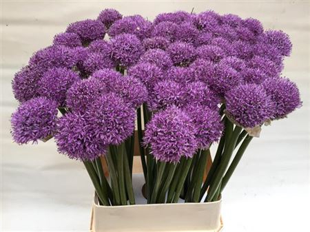 <h4>Allium Gladiator</h4>