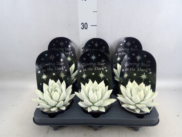 <h4>Echeveria  'Miranda'</h4>