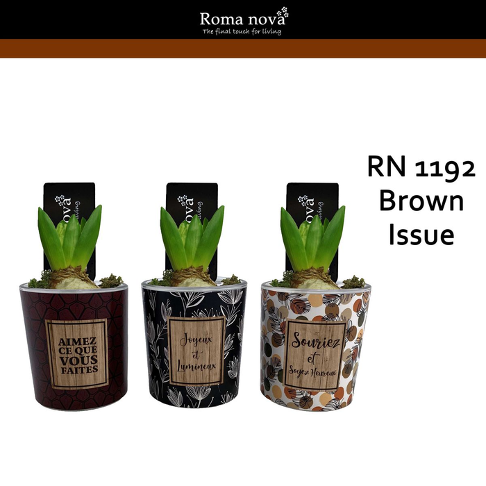 <h4>arr4 Hyacint RN1192 - Glas Brown Issue</h4>