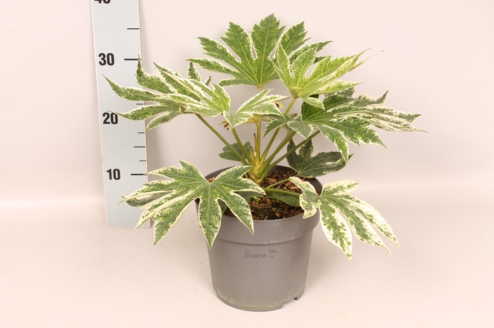 Fatsia spider's Web