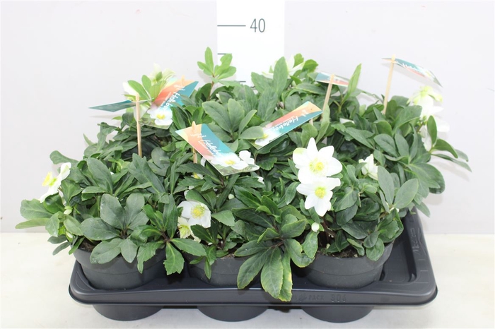 <h4>Helleborus Ni Advent Star 20+</h4>