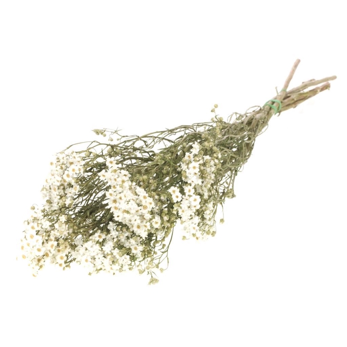 <h4>Ixodia natural white</h4>
