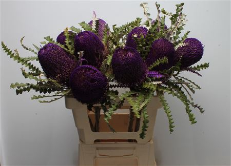 <h4>Banksia Speciosa Purple</h4>