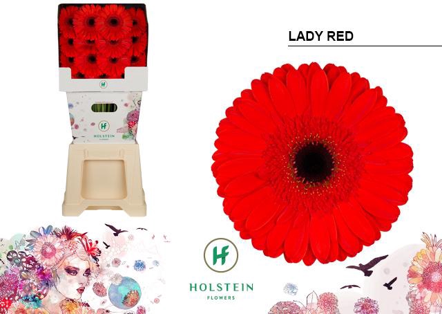 <h4>Gerbera diamond lady red</h4>