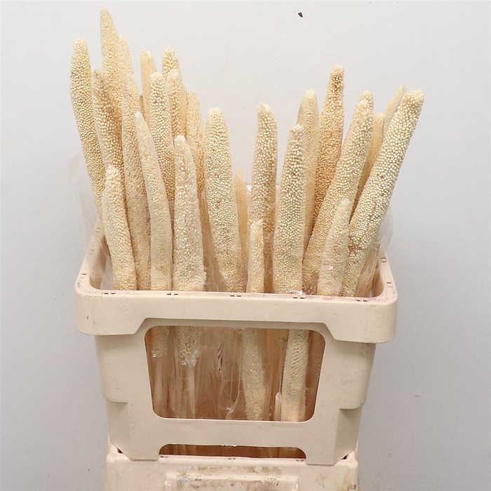 <h4>Dried Babala Bleached White</h4>