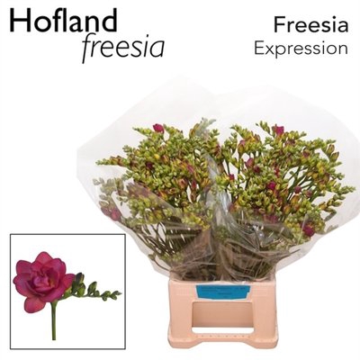 <h4>Freesia do expression</h4>
