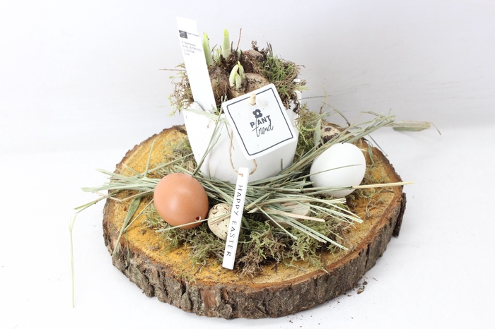 <h4>arr4 Narcis PL - Hout schijf ei</h4>