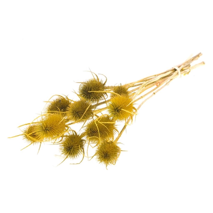 <h4>Chardon yellow</h4>