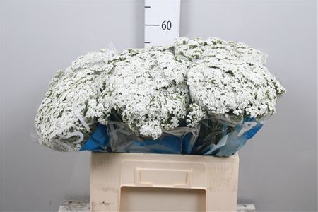 <h4>Achil M Brave Marble (x25)</h4>