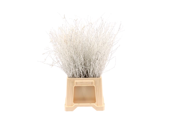 <h4>Berk ( Birch ) White</h4>