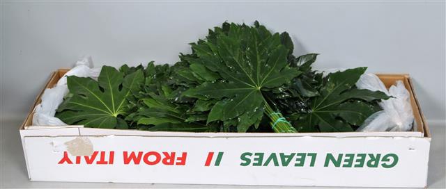 <h4>Leaf aralia (fatsia japonica)</h4>