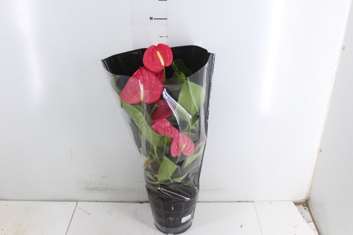 <h4>ANTHURIUM CALIFORNIA P17 ROSA PREMIUM</h4>