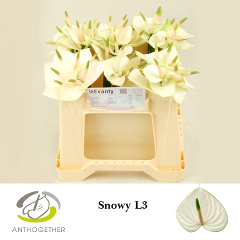 <h4>Anthurium snowy</h4>
