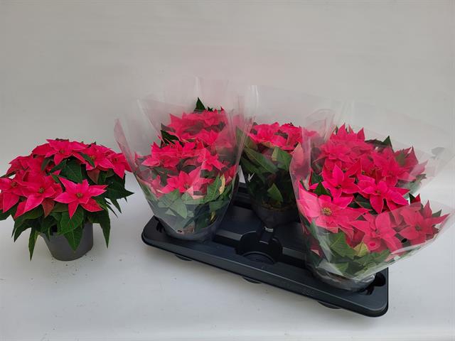 <h4>EUPHOR P PRI DA PINK</h4>