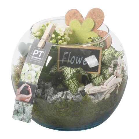 <h4>PTIG8561 Arrangementen kamerplanten</h4>