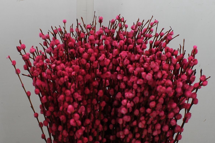 <h4>Salix Wilgenkatjes Pink</h4>