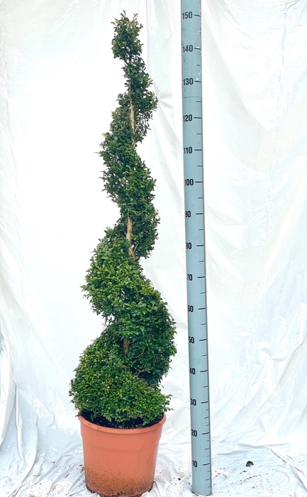 <h4>BUXU SEMPERVIRENS</h4>
