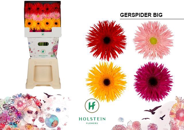 <h4>Gerbera diamond gerspider mix</h4>