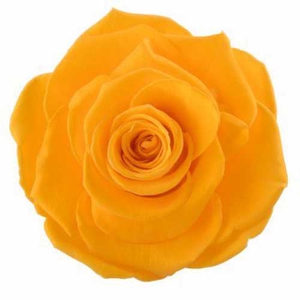 Rose Magna Saffron Yellow