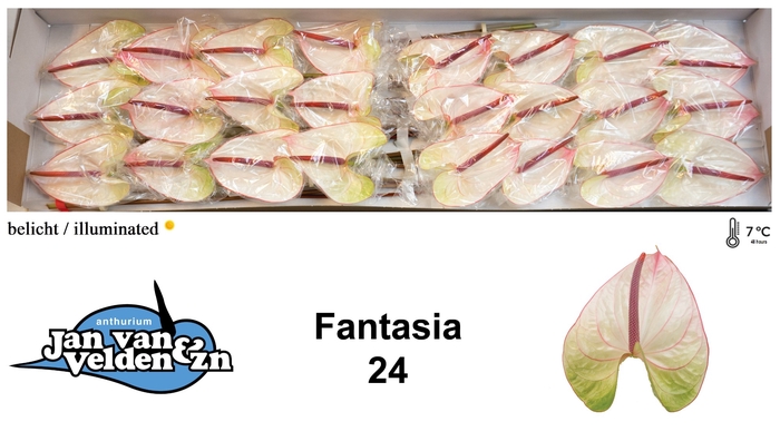 <h4>Fantasia 24</h4>