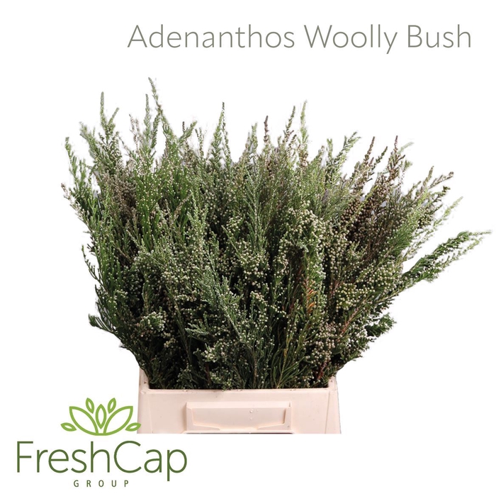 <h4>Adenanthos - Woolly Bush</h4>